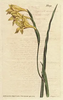 Yellow Flowered: Yellow-flowered, square-leaved cornflag, Gladiolus tristis