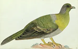 Himalayas: Yellow-footed green pigeon