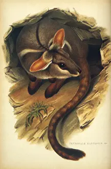 Wallaby: Yellow-Footed Rock Wallaby, Petrogale xanthopus
