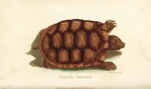 Tabular: Yellow-footed tortoise, Chelonoidis denticulata
