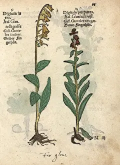 Lonicer: Yellow foxglove, Digitalis lutea, and common