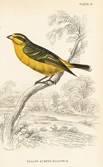 Capensis: Yellow-fronted canary (Senegal), Crithagra mozambica