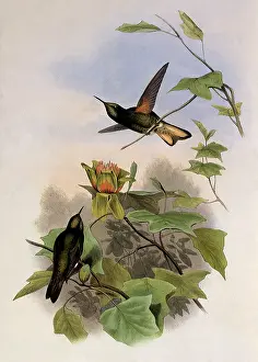 Flavescens: Yellow-Fronted Panoplites, Panoplites Flavescens