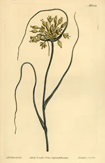 Flavum: Yellow garlic, Allium flavum