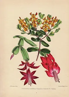 Florists: Yellow Gastrolobium ovalifolium, scarlet Epiphyllum