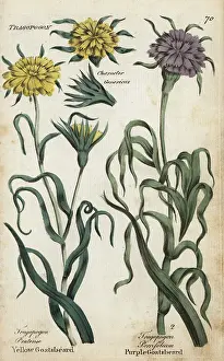 Principally: Yellow goatsbeard and salsify