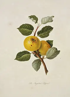 Londinensis: Yellow Ingestrie Pippin Apple