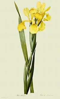 Irises: Yellow Iris