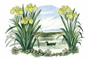 Haywood: Yellow Irises, daisies and moorhen