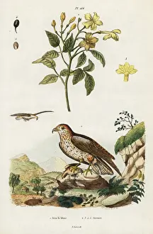 Pedretti: Yellow jasmine and short-toed snake eagle