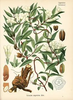 Kohler: Yellow jessamine or jasmine, Gelsemium sempervirens