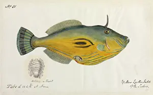 Ray Finned: Yellow leatherjacket