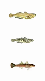Bands: Yellow, Little, and Two-Spotted Goby