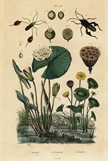 Fries: Yellow lotus, white water lily and leaf-footed bugs