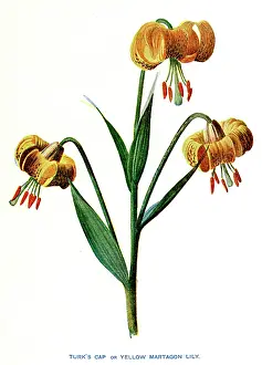 Martagon: YELLOW MARTAGON LILY