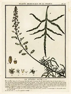 Colour Printing: Yellow mignonette, Reseda lutea