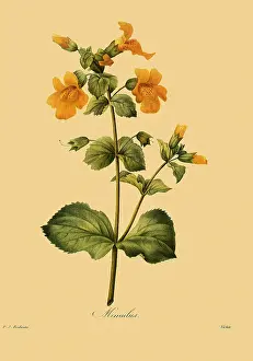 Mimulus: Yellow Monkey Flower