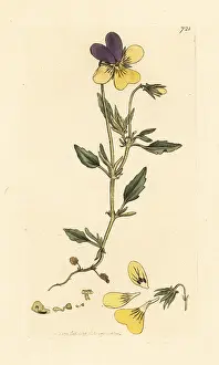 Lutea: Yellow mountain pansy, Viola lutea