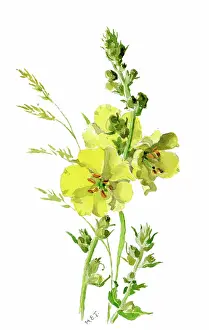 Tringham: Yellow Mullen