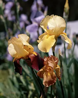 Rhizome: YELLOW AND ORANGE BEARDED IRIS BLOOMS