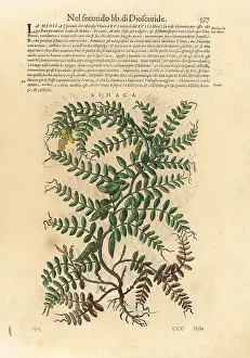 Mattioli: Yellow pea, Lathyrus aphaca