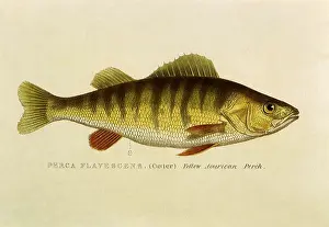 Waterhouse: Yellow Perch