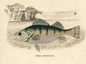 Perca: Yellow perch, Perca flavescens