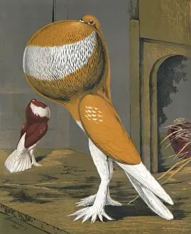 Pigeons: Yellow-Pied Pouter Cock Pigeon