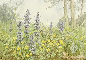 Pimpernel: Yellow Pimpernel and Bugle in a landscape