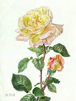 Garside: Yellow and Pink Rose with Bud