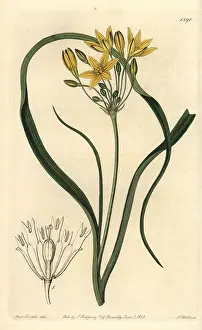 Ridgway: Yellow prettyface, Triteleia ixioides subsp ixioides