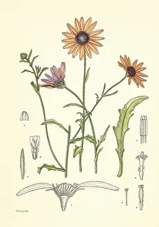 Stemmed: Yellow and Purple Flowers