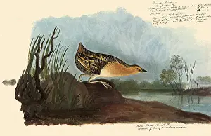 Marshy: Yellow Rail