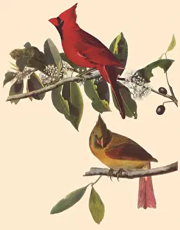 Cardinals: Yellow and Red Cardinals