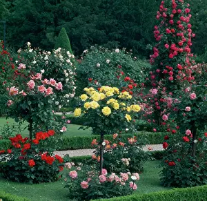 Bagatelle: Yellow, red and pink roses