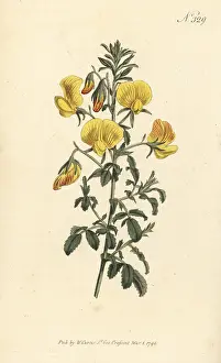 William Curtis: Yellow restharrow, Ononis natrix