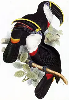 Lear: Yellow-ridged Toucans