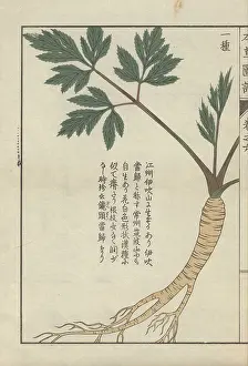 Color Printed: Yellow root, stem and green leaves of lovage