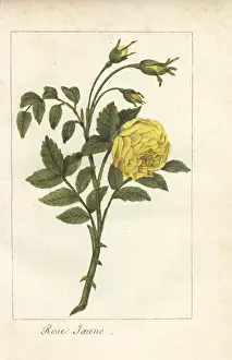 Jaune: Yellow rose, Rosa lutea