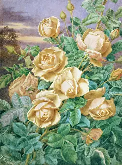 Collier: Yellow Roses