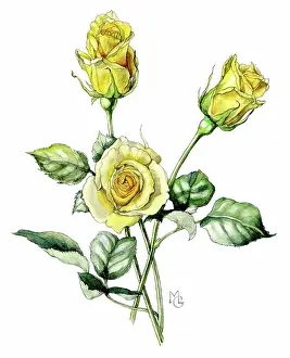 Gillies: Yellow Roses