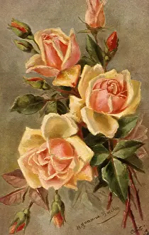 Buds: Yellow Roses
