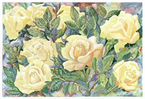 Rutherford: Yellow roses with leaves