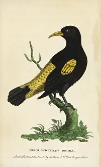 Cacique: Yellow rumped cacique, Cacicus cela