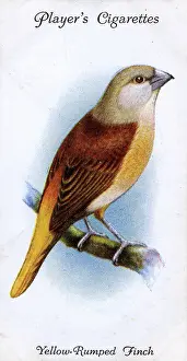 Finches: Yellow-Rumped Finch