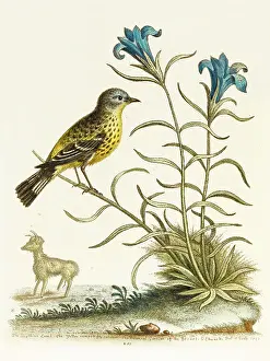 Gentian: The yellow-rumped fly-catcher and the gentian of the desert