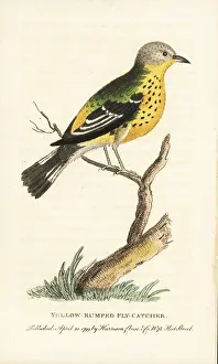 Coronata: Yellow rumped warbler, Setophaga coronata