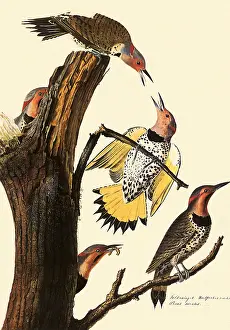 Auratus: Yellow-Shafted Flicker, Colaptes auratus
