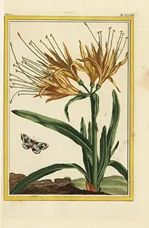 Chinoiserie: Yellow spider lily, Lycoris aurea
