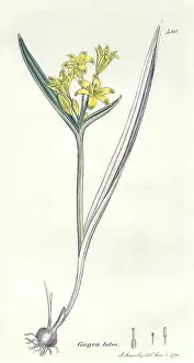 Bulbous: Yellow Star of Bethlehem flower